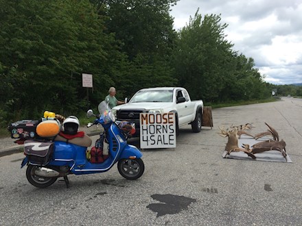 Moose Horns for sale!